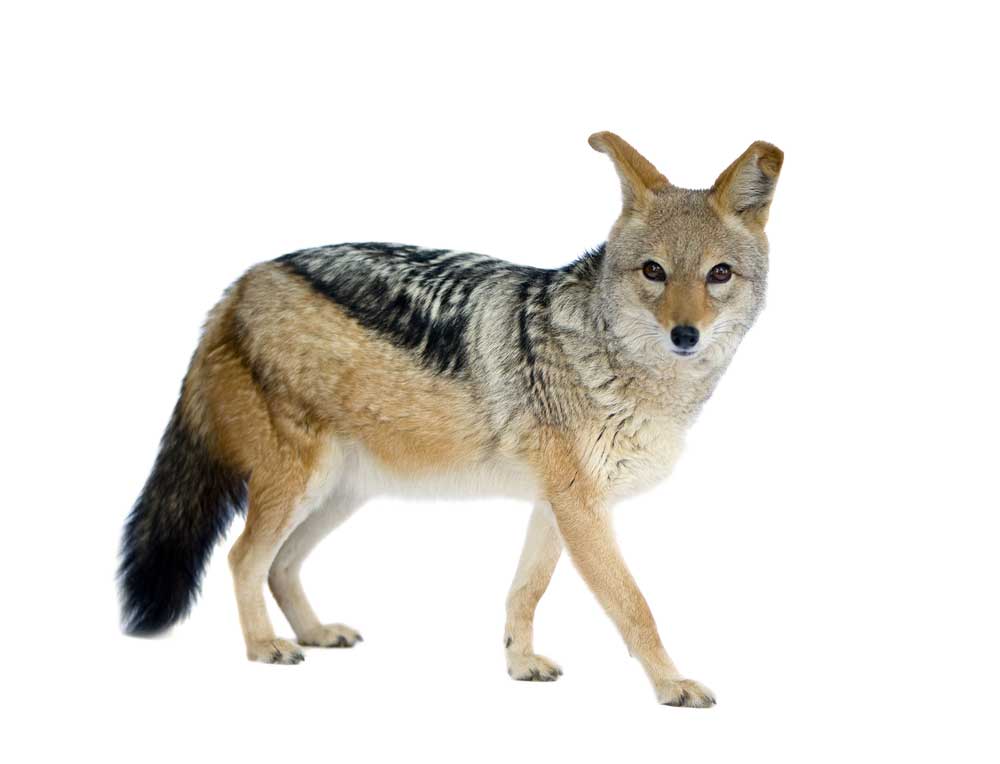 picture of jackal