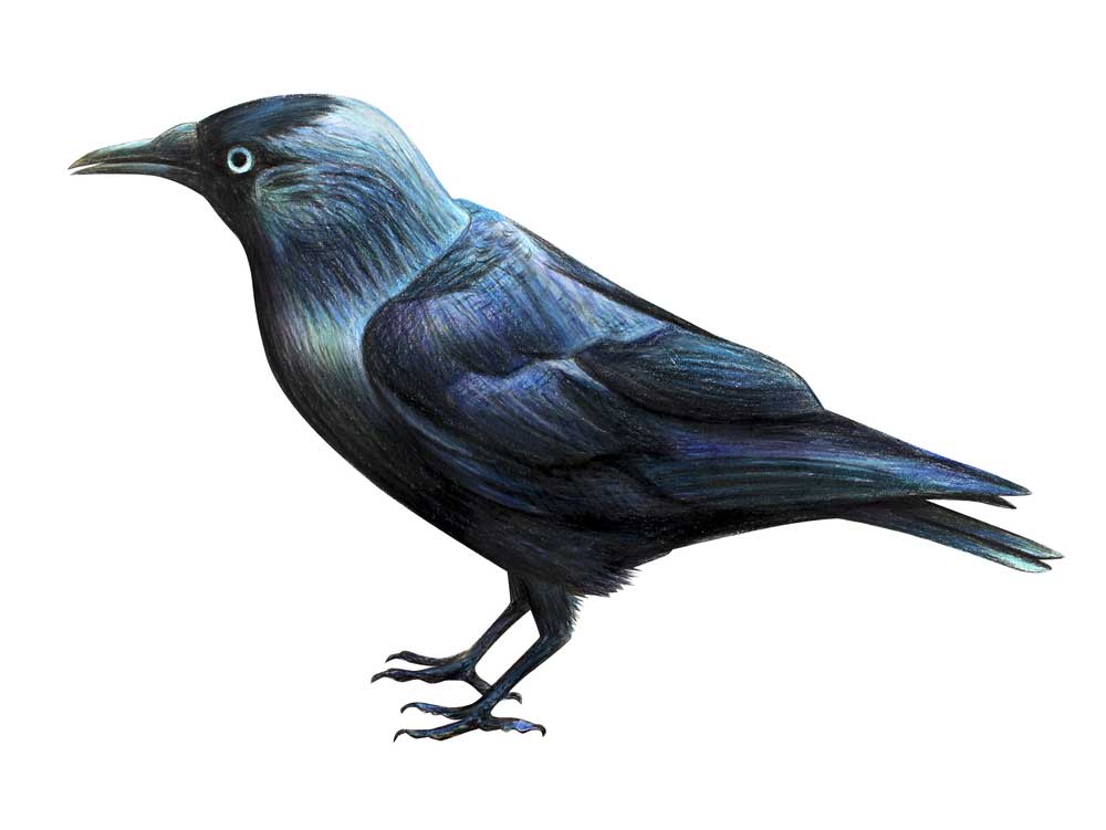 picture of jackdaw