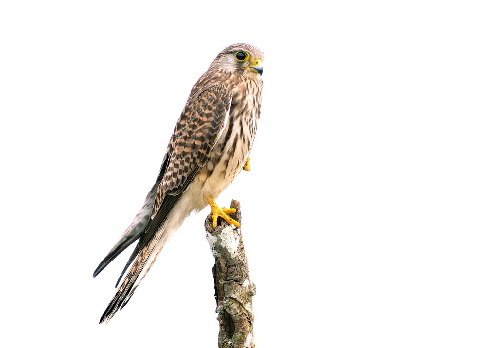 picture of kestrel