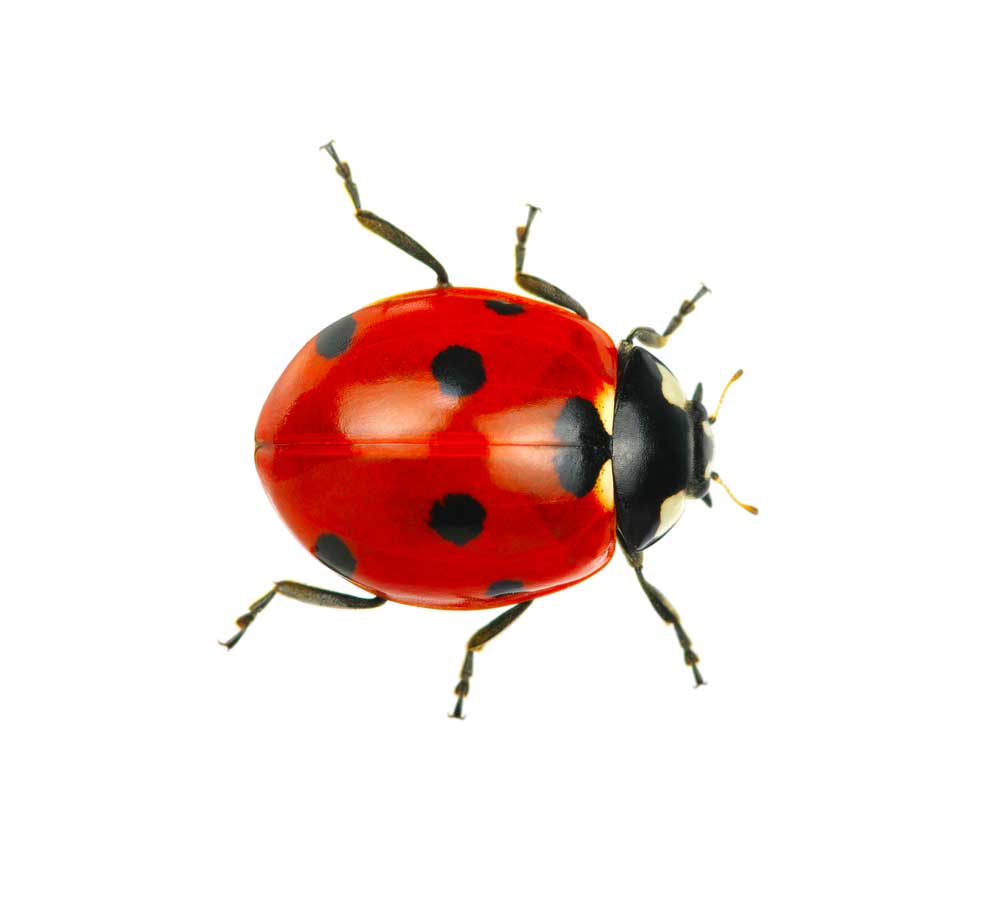 picture of ladybird