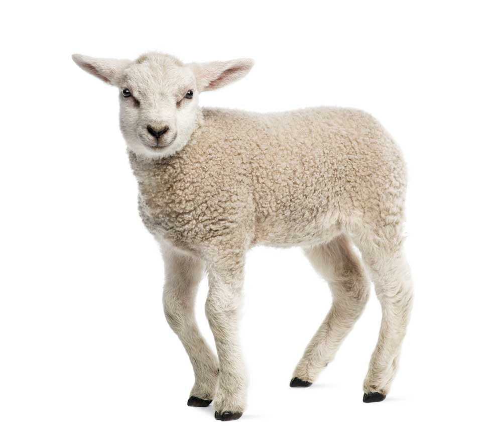 picture of lamb