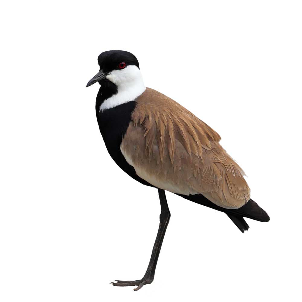 picture of lapwing