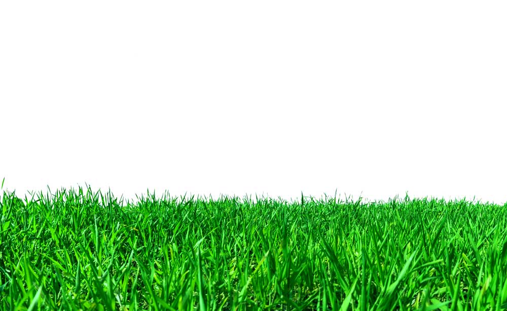 picture of lawn