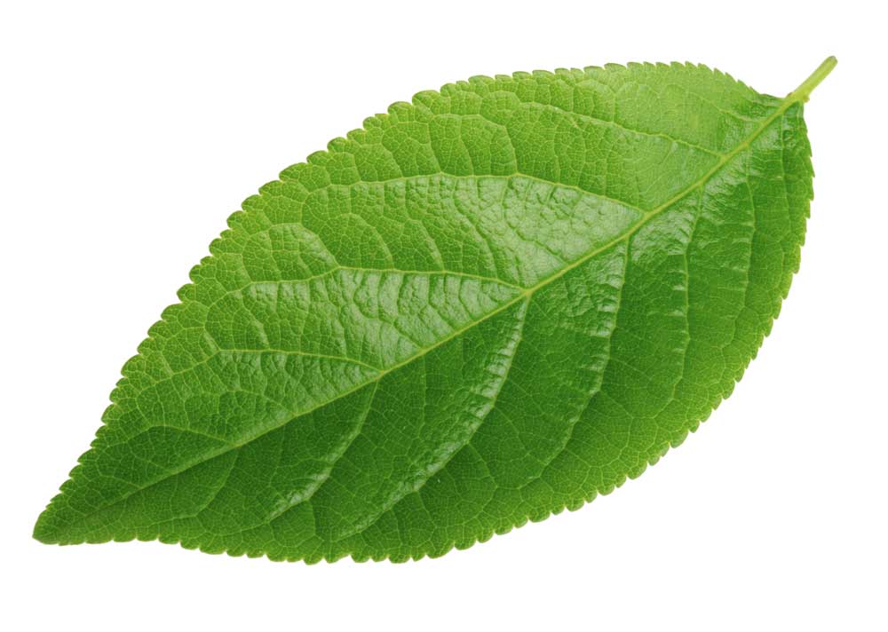 picture of leaf