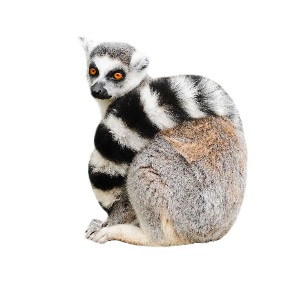 picture of lemur