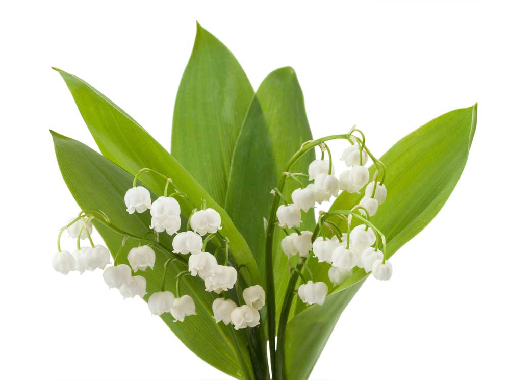 picture of lily-of-the-valley