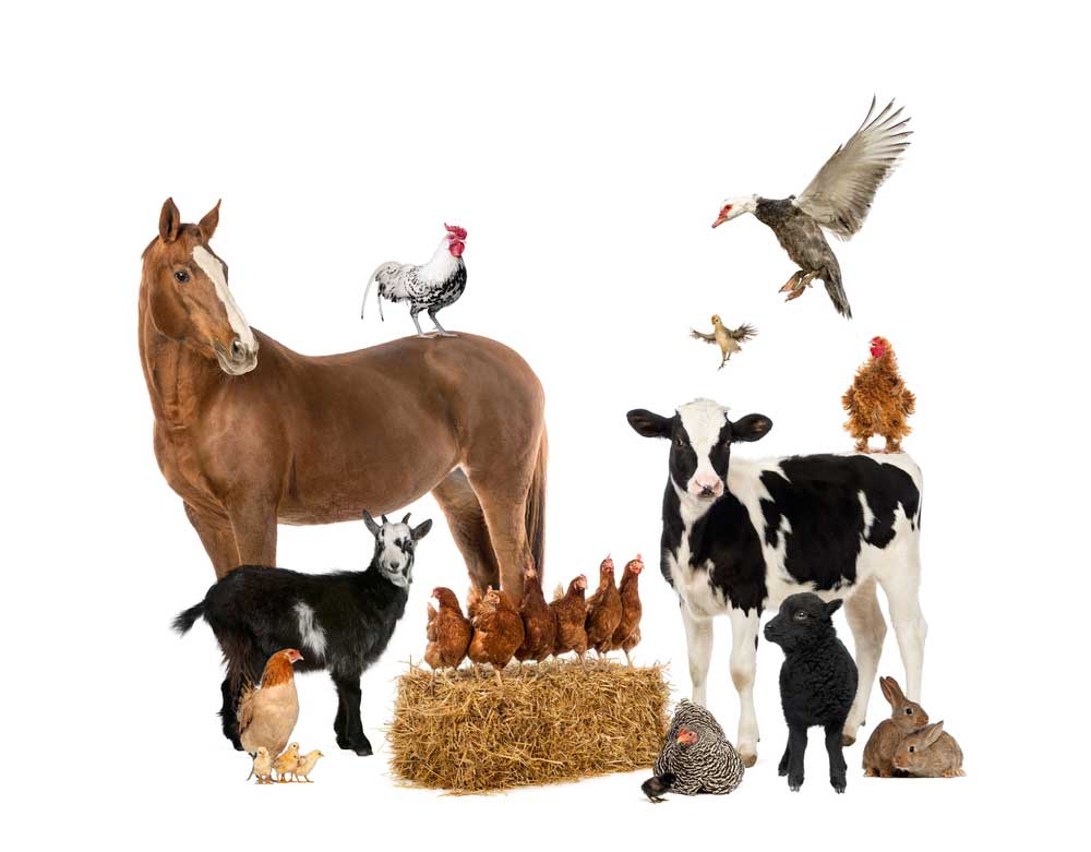 picture of livestock