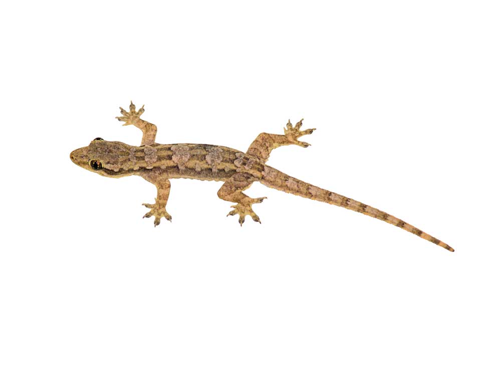 picture of lizard