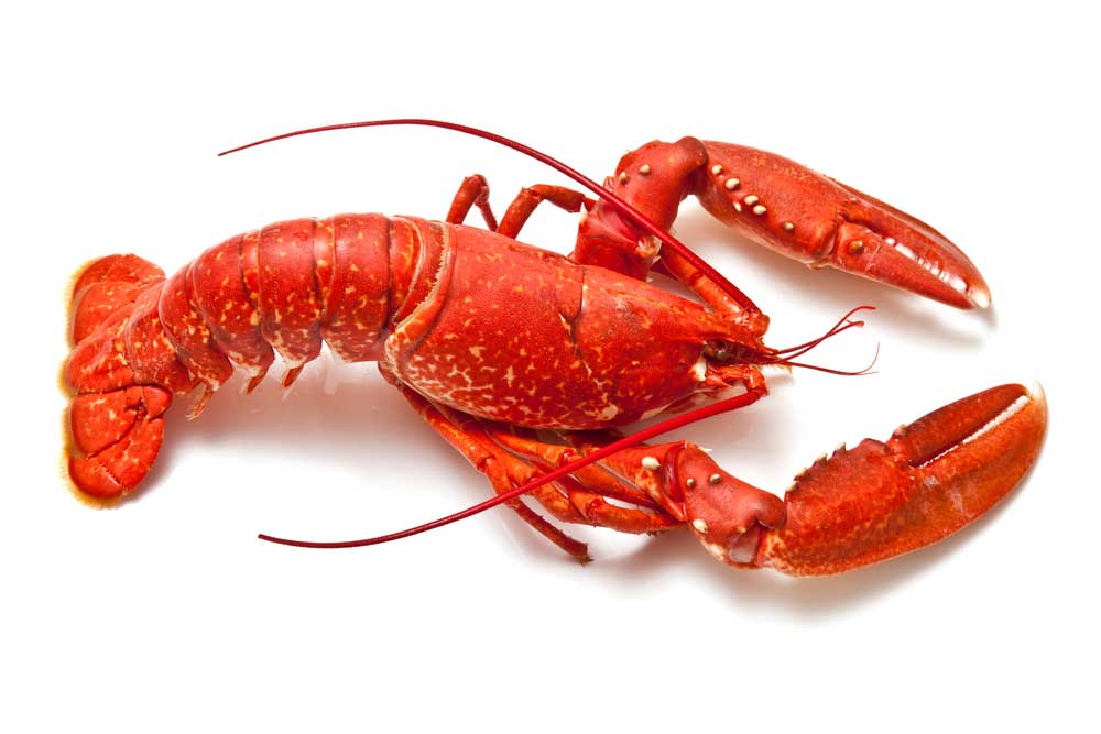 picture of lobster