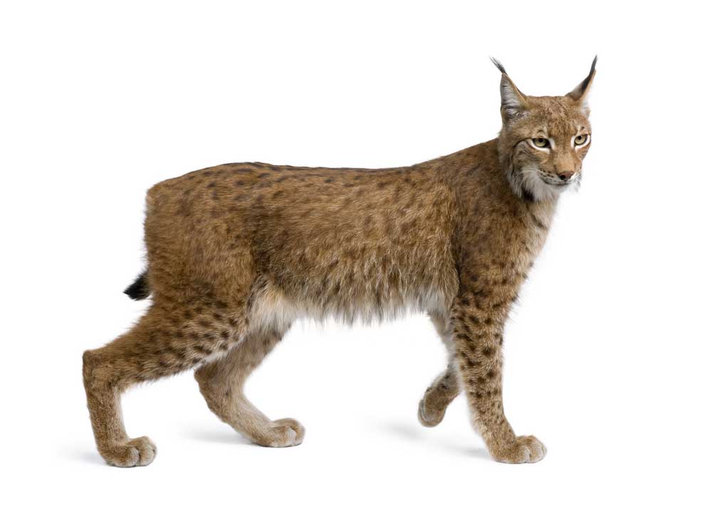 picture of lynx