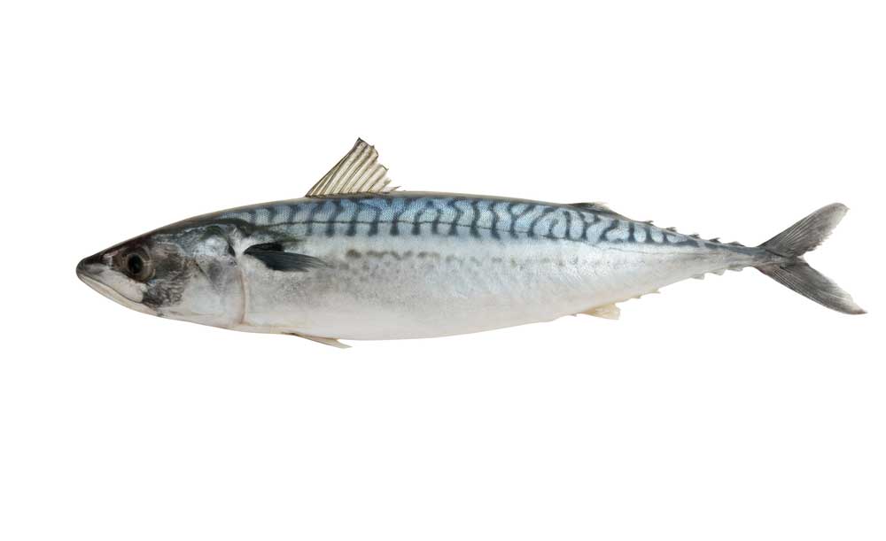 picture of mackerel