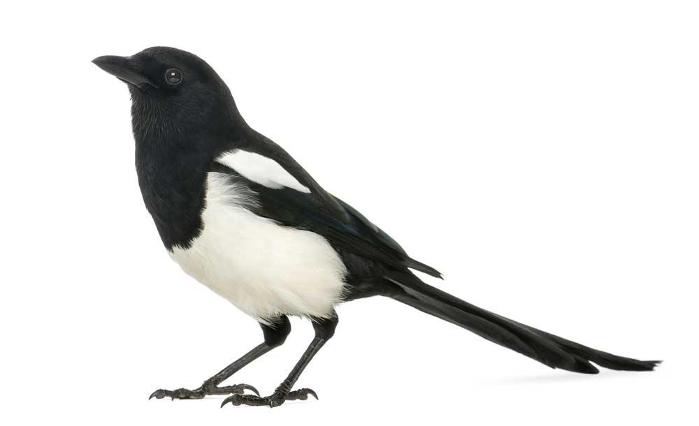 picture of magpie