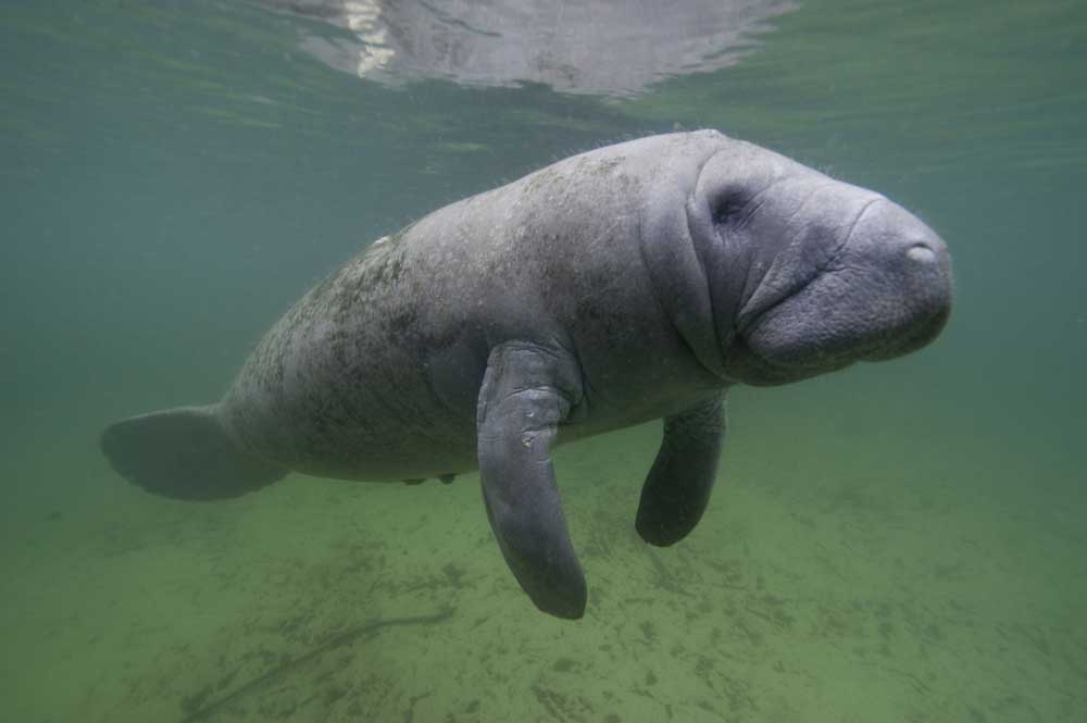 picture of manatee