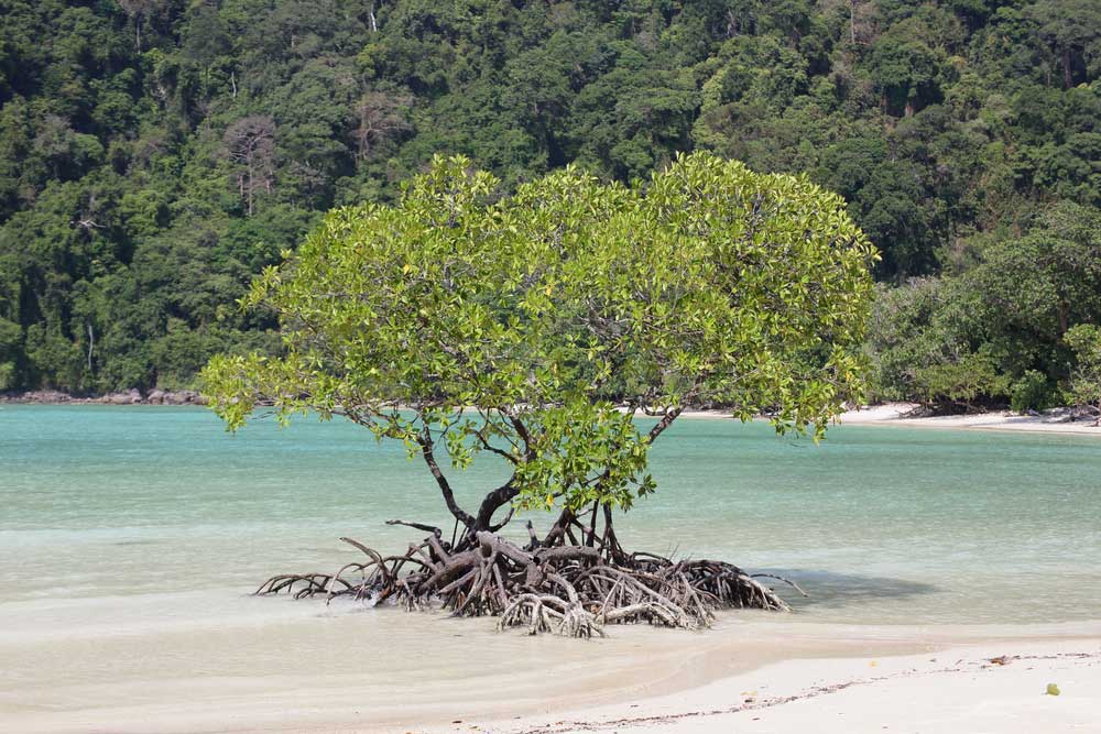 picture of mangrove