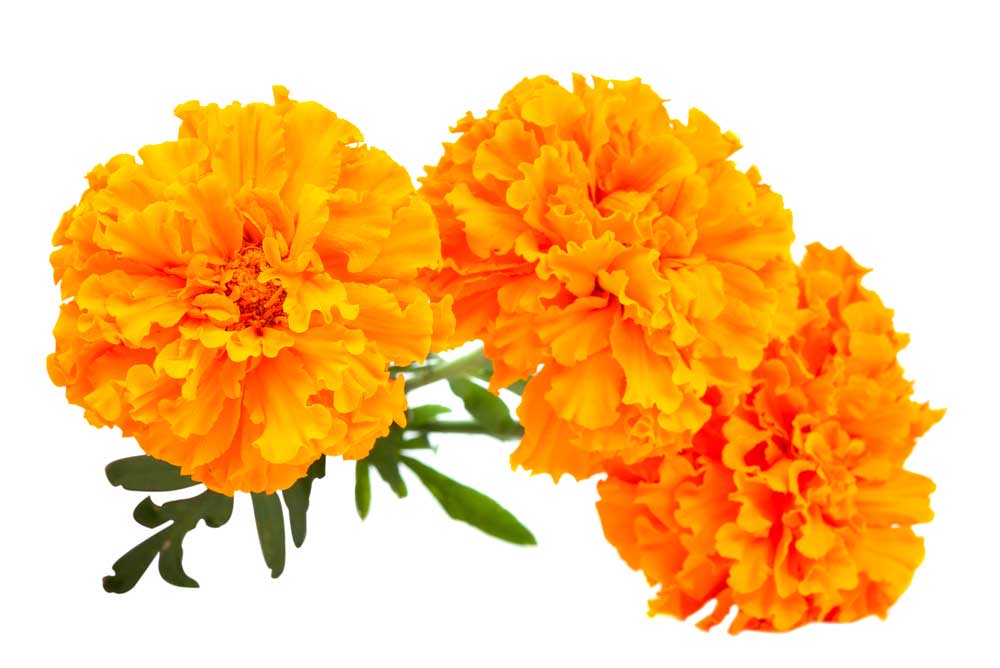 picture of marigold