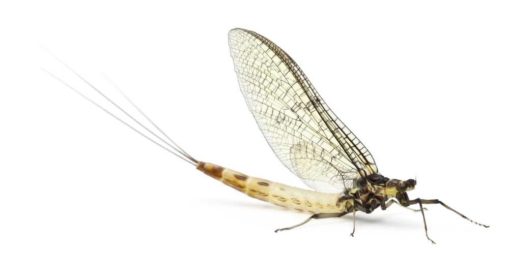 picture of mayfly