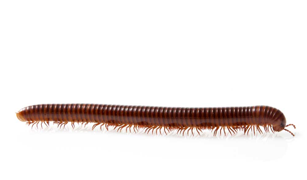 picture of millipede