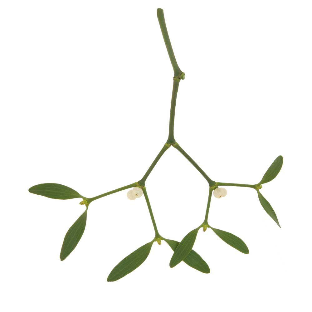 picture of mistletoe