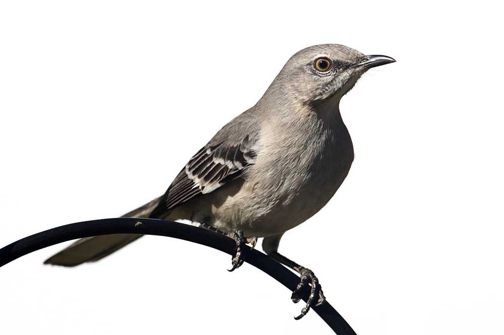 picture of mockingbird