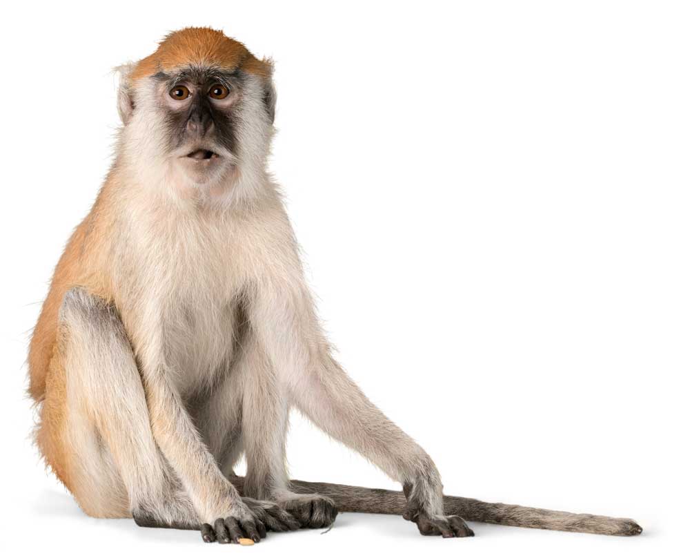 picture of monkey