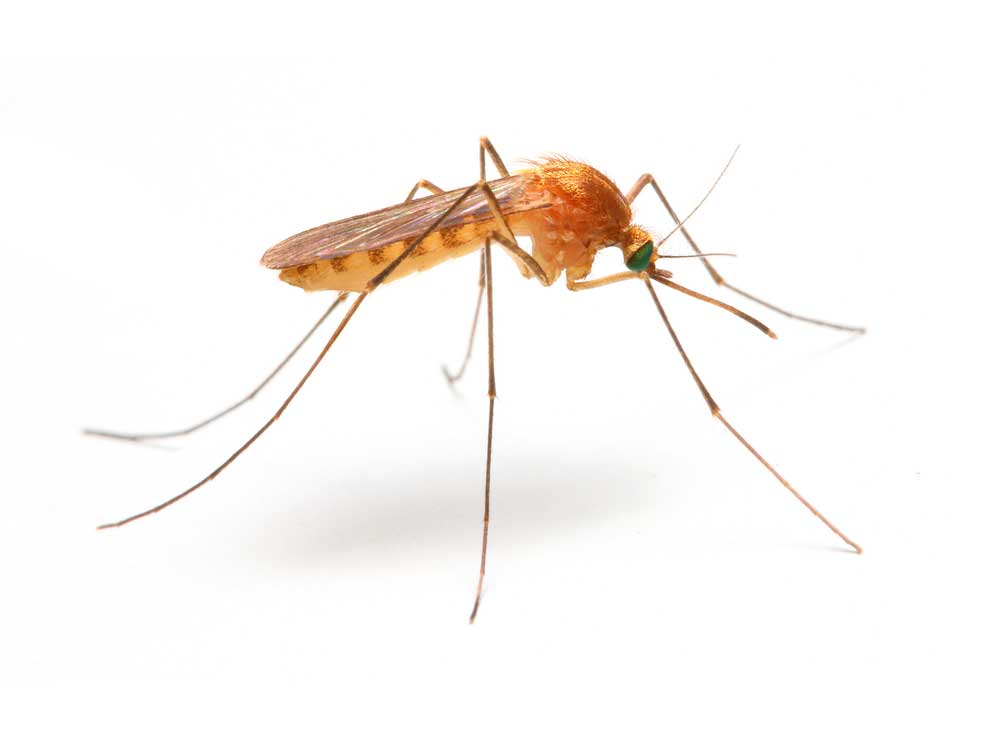 picture of mosquito