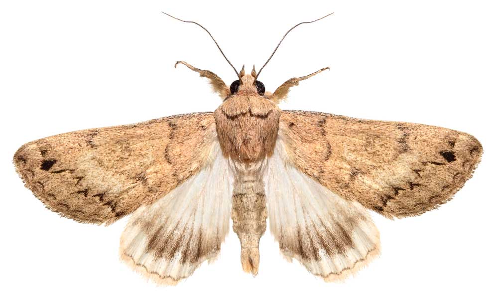 picture of Moth