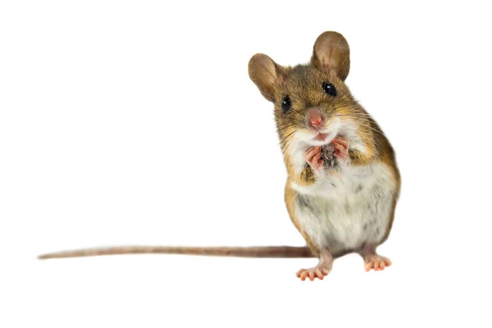 picture of mouse