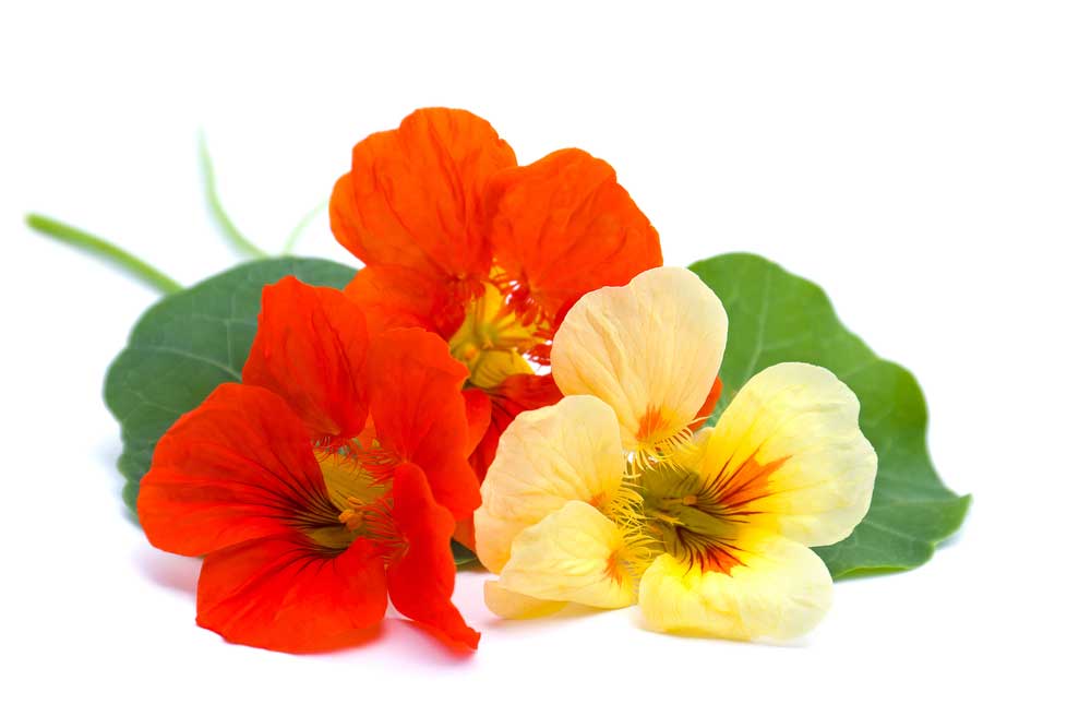 picture of nasturtium