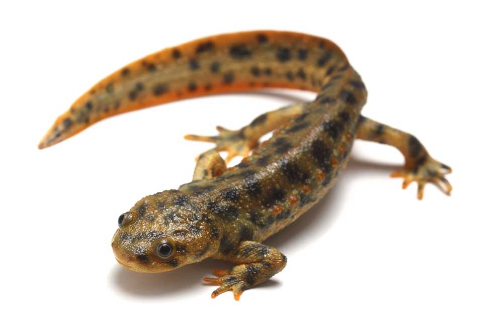 picture of newt