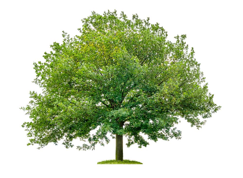 picture of oak