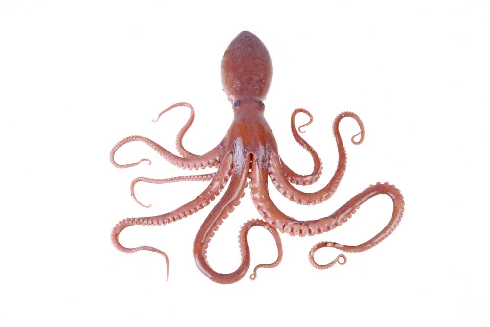 picture of octopus