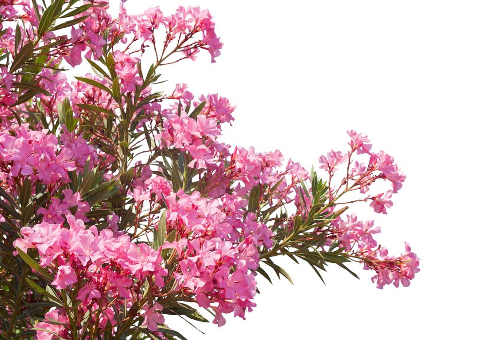 picture of oleander