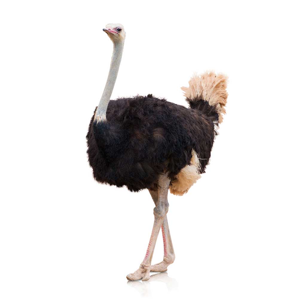 picture of ostrich