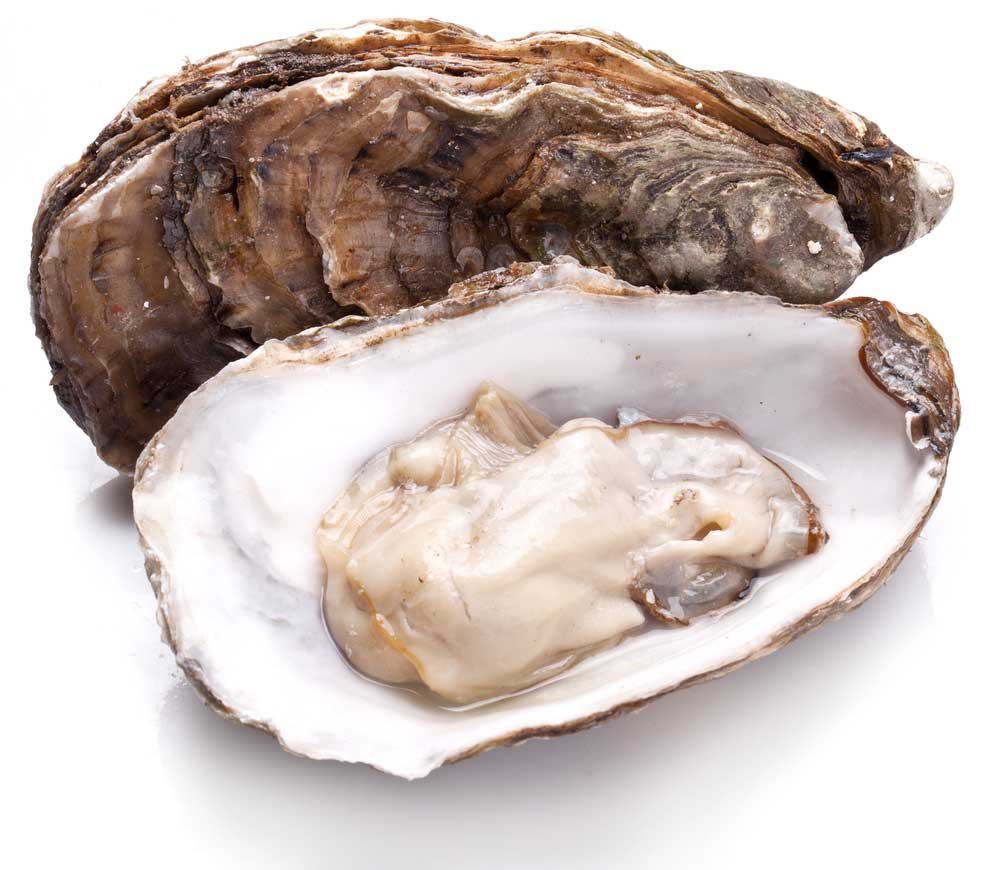 picture of oyster