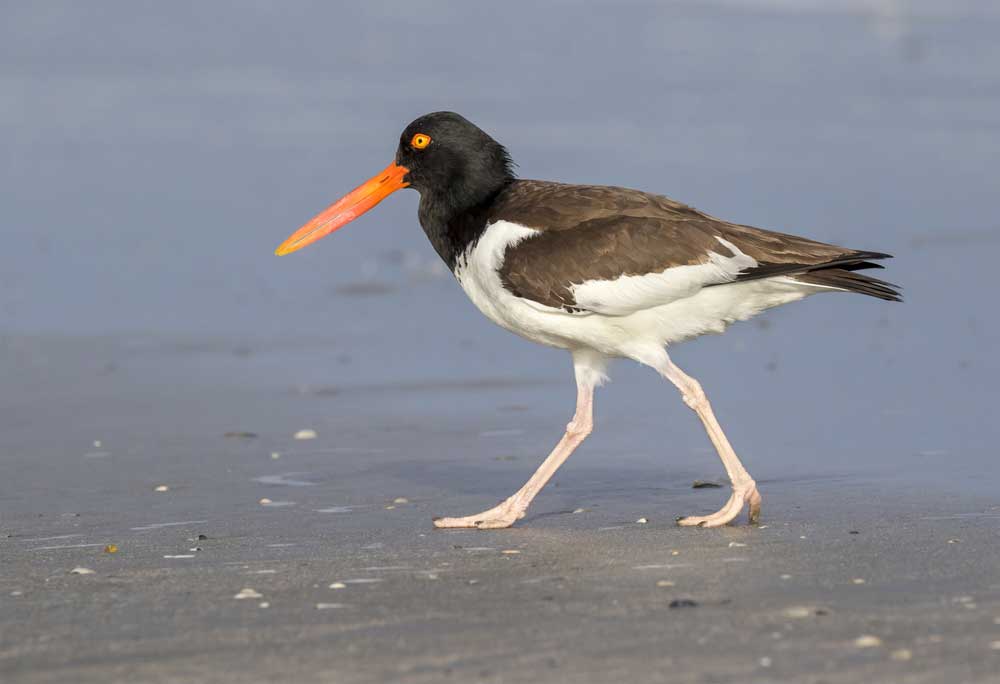 picture of oystercatcher