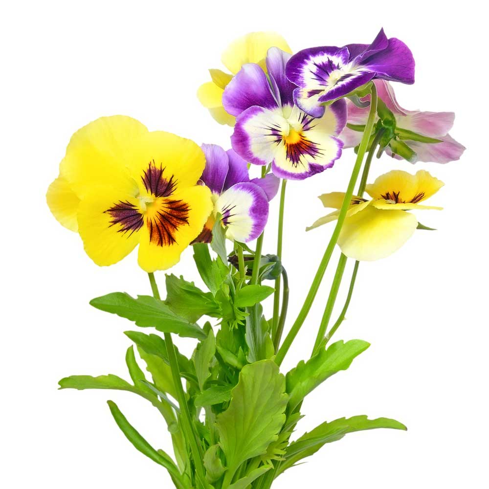 picture of pansy