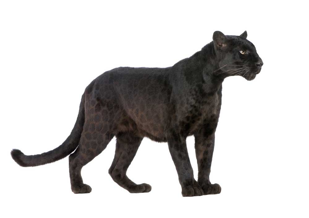 picture of panther