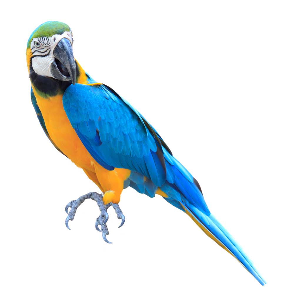 picture of parrot