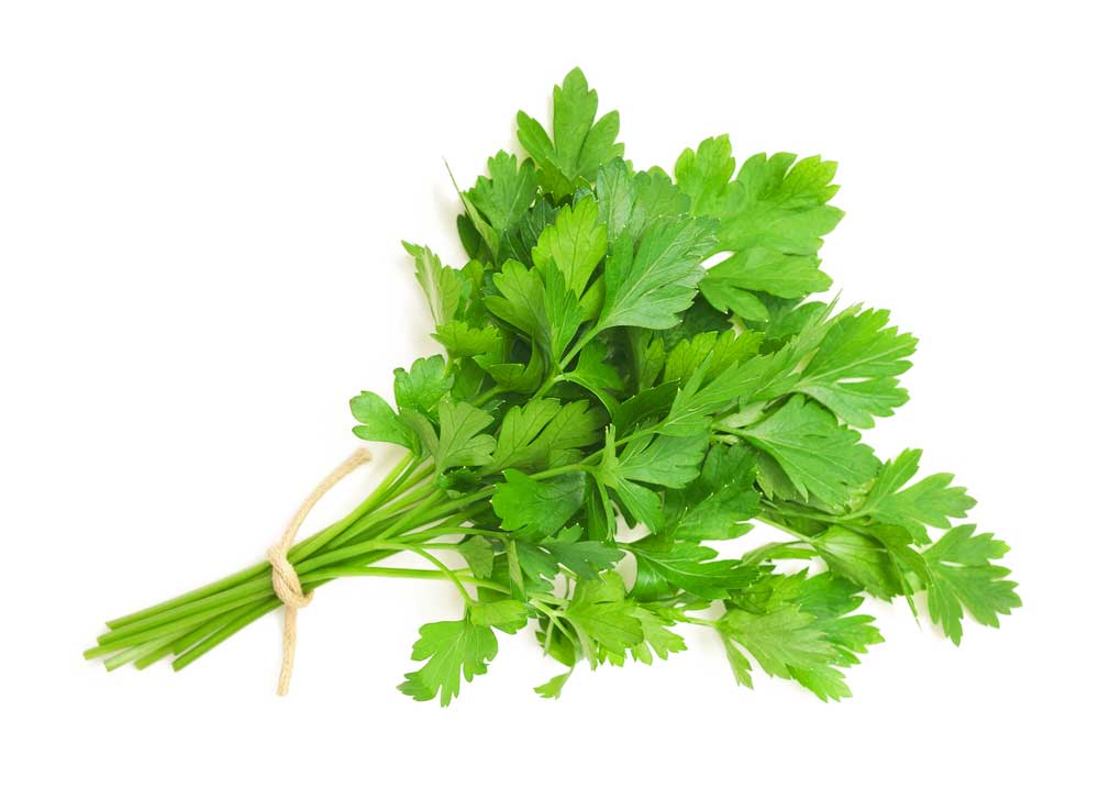 picture of parsley