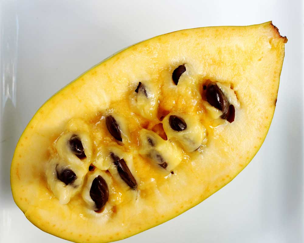 picture of pawpaw