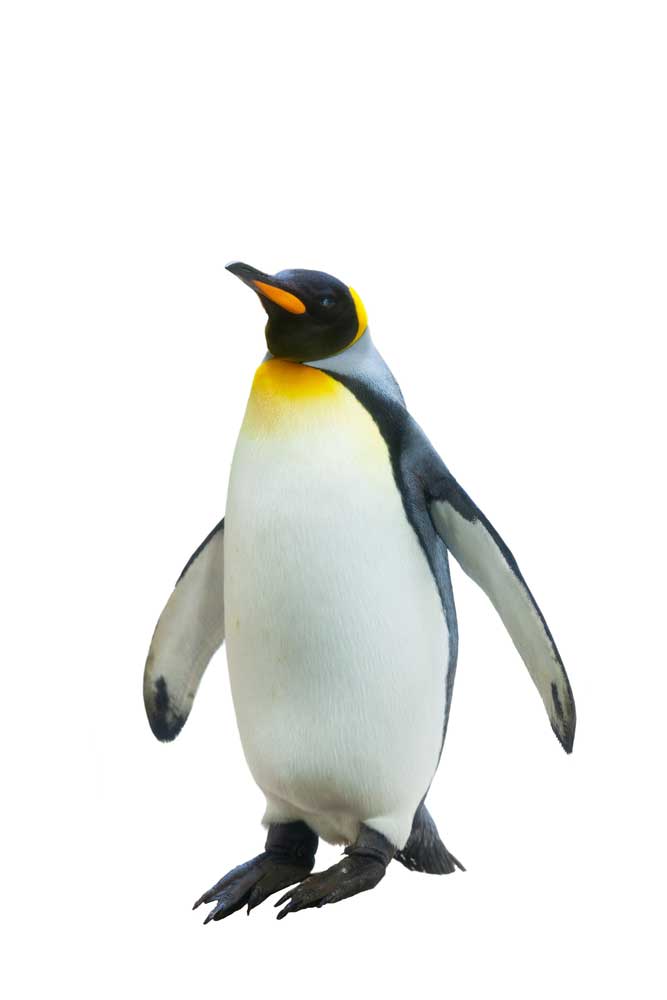 picture of penguin