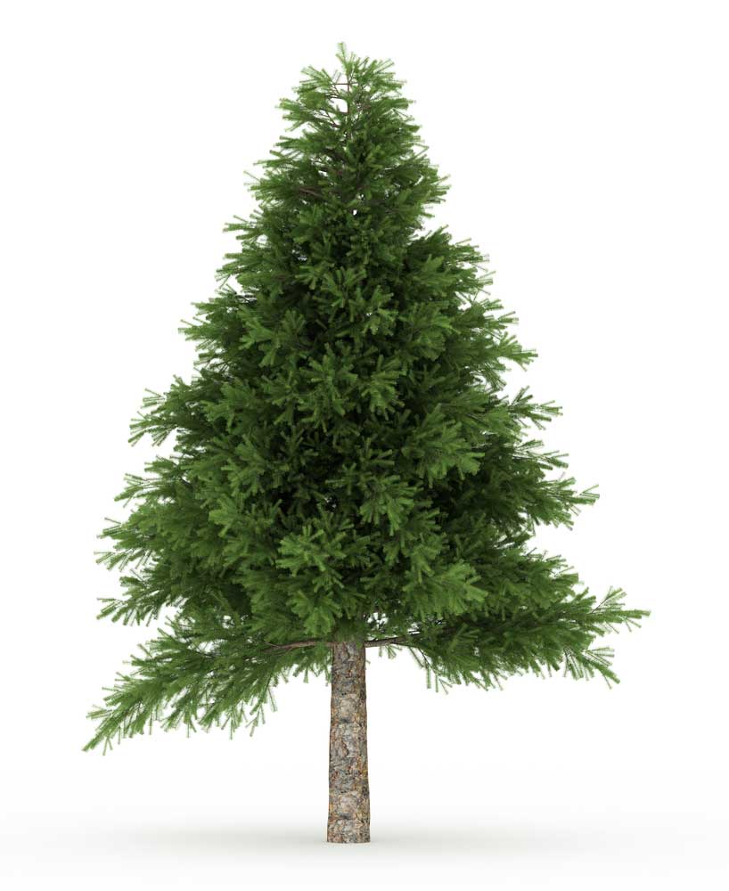 picture of pine