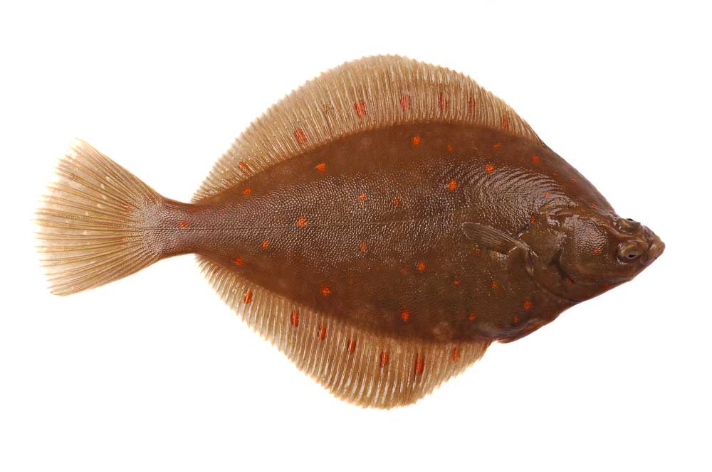 picture of plaice