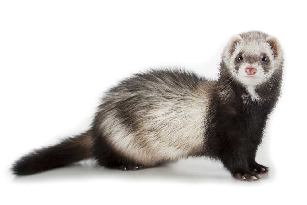 picture of polecat