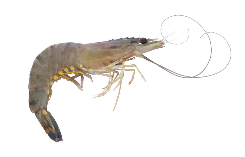 picture of prawn