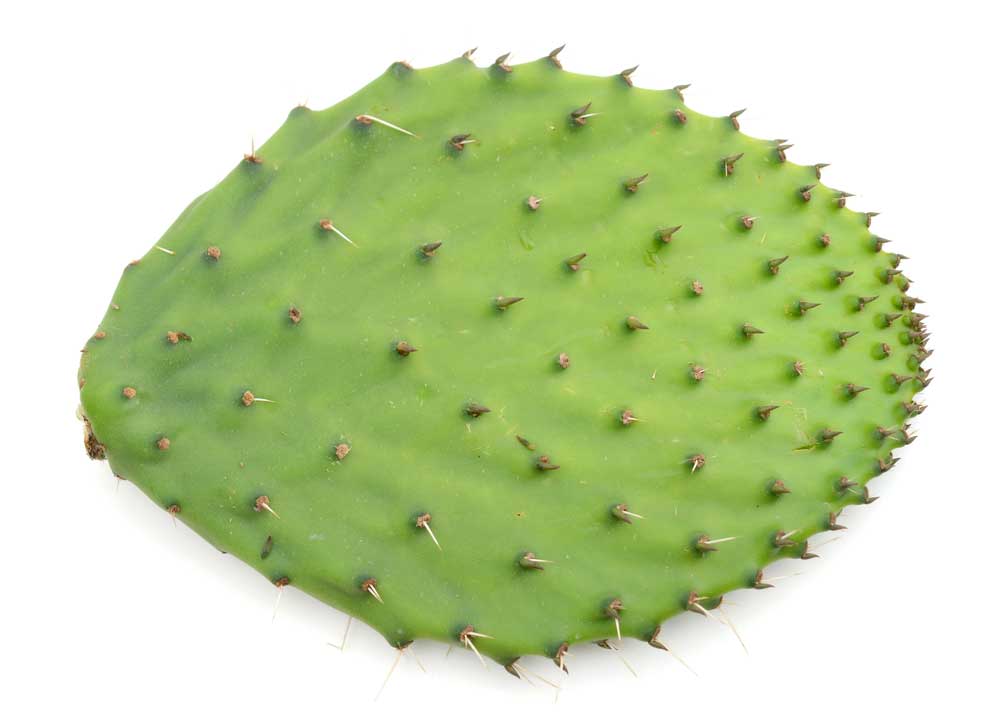 picture of prickle