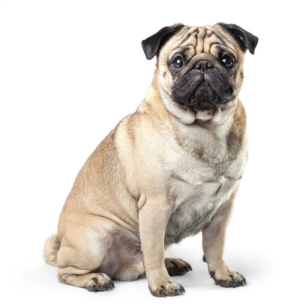 picture of pug