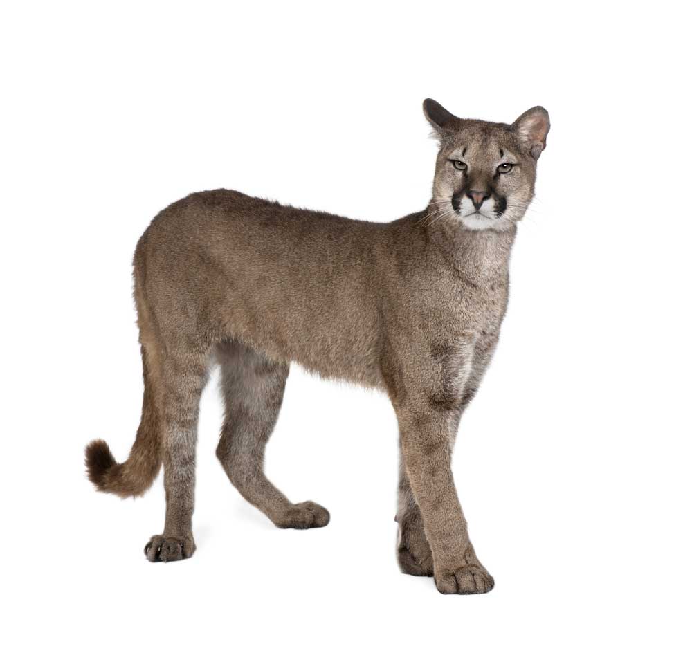 picture of puma