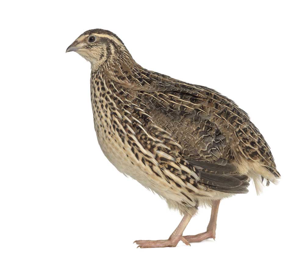 picture of quail