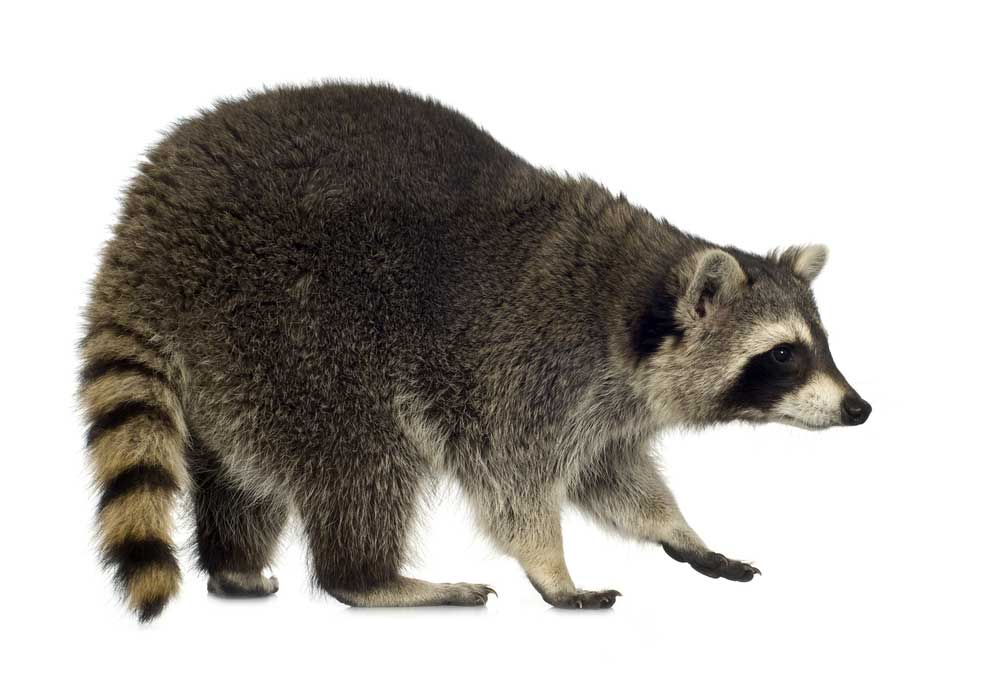 picture of raccoon